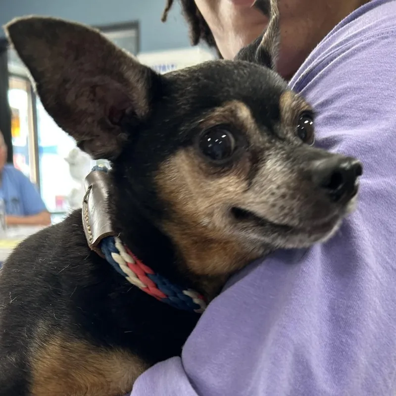 A senior small-sized male Chihuahua dog named Thimble for adoption in Newark, NJ