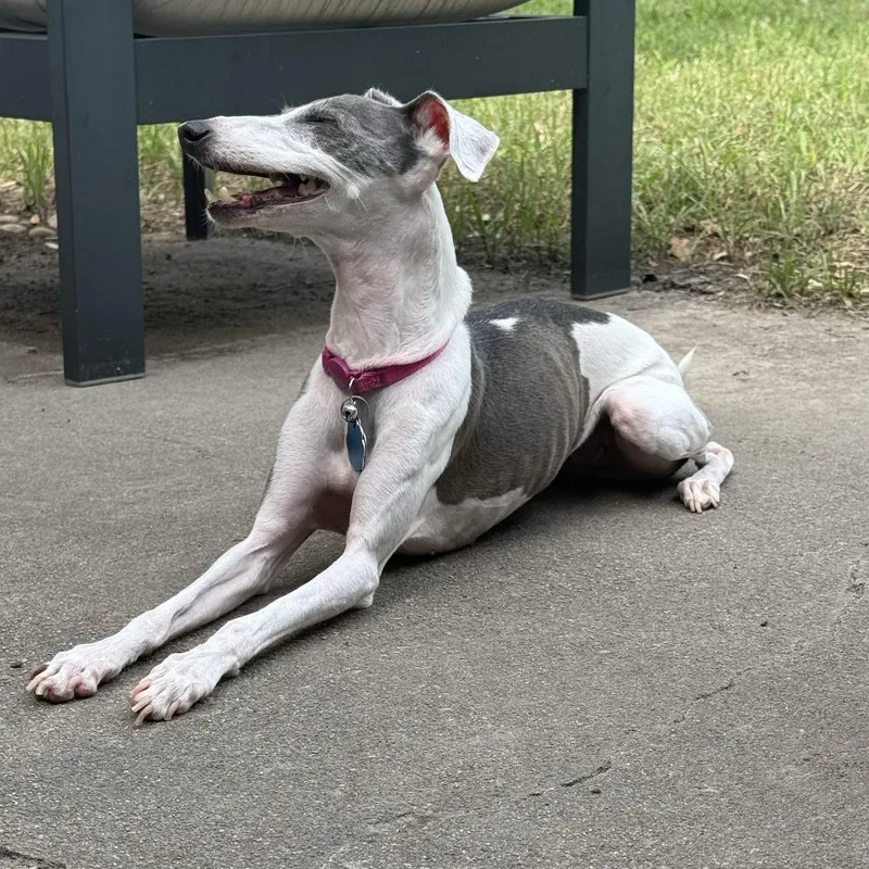 A senior small-sized female Gray / Blue / Silver Italian Greyhound dog named Picciola "Peachie"  Katy for adoption in Argyle, TX