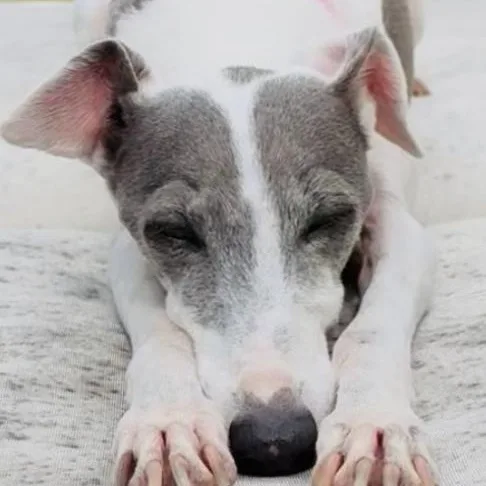 Picciola "Peachie"  Katy thumbnail 2