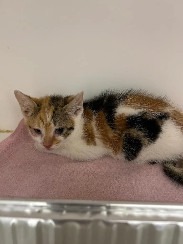 A baby large-sized female Domestic Short Hair cat named Buttercup for adoption in Oxford, NC