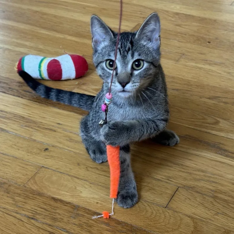 A baby small-sized male Brown / Chocolate Domestic Short Hair cat named Toto for adoption in St. Paul, MN