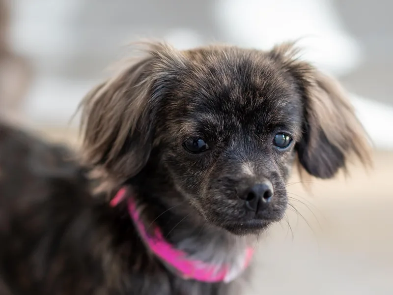 A young small-sized female Bicolor Terrier dog named Tina for adoption in Fresno, CA