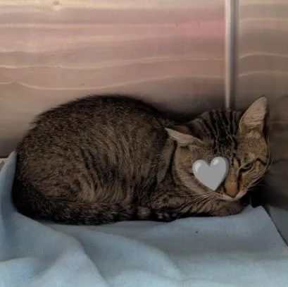 A young large-sized male Domestic Short Hair cat named Bug for adoption in San Antonio, TX