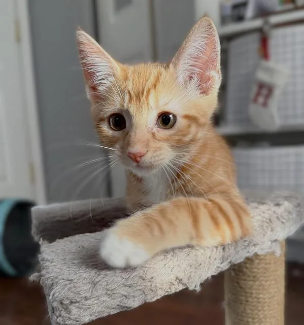 A baby small-sized female Domestic Short Hair cat named Potato for adoption in Sacramento, CA