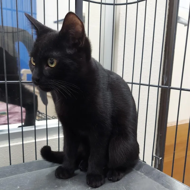 Michael Myers thumbnail 2