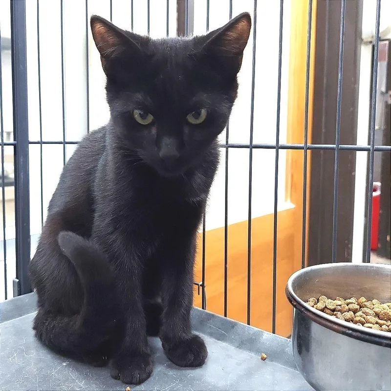 Michael Myers thumbnail 3