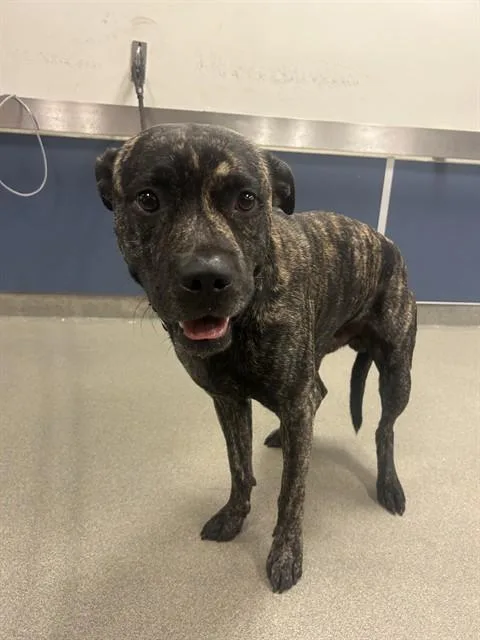 A young medium-sized male American Bulldog dog named Tigger for adoption in Miami, FL