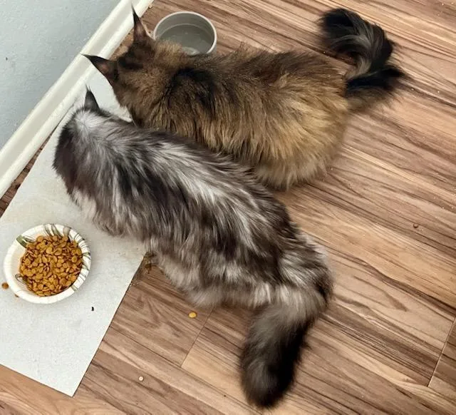 A senior medium-sized female Maine Coon cat named Eva and Zsa Zsa for adoption in Los Angeles, CA