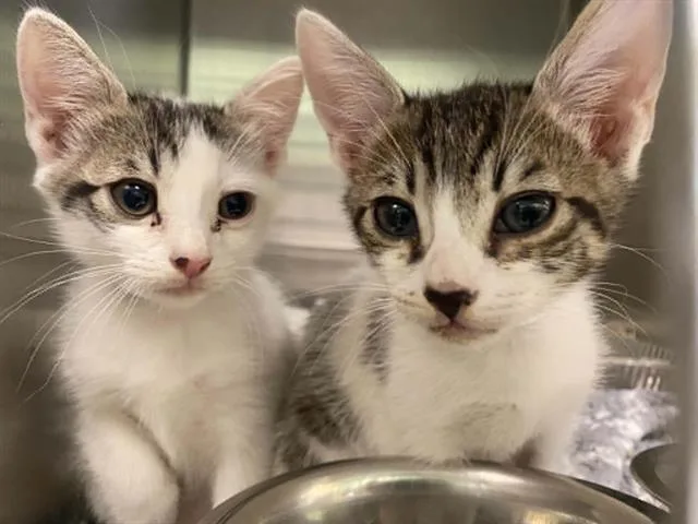 A baby small-sized male Domestic Short Hair cat named Channing for adoption in Tustin, CA