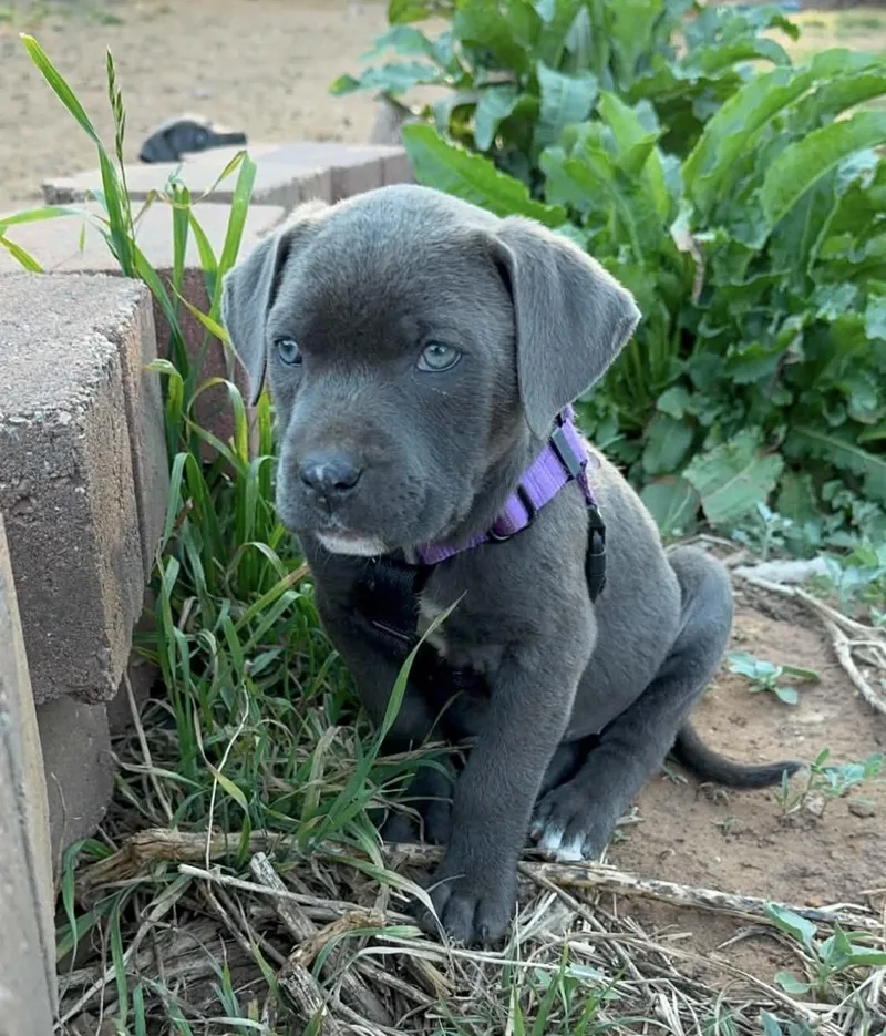 Velveteen thumbnail 2