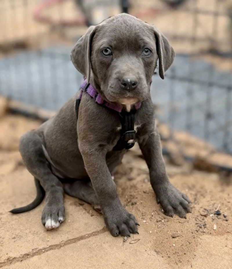 Velveteen thumbnail 3