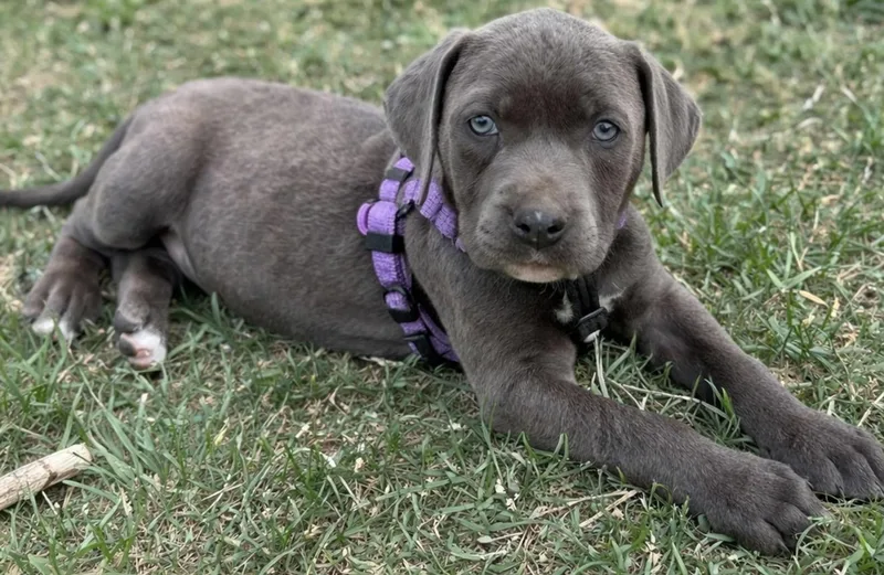 Velveteen thumbnail 4