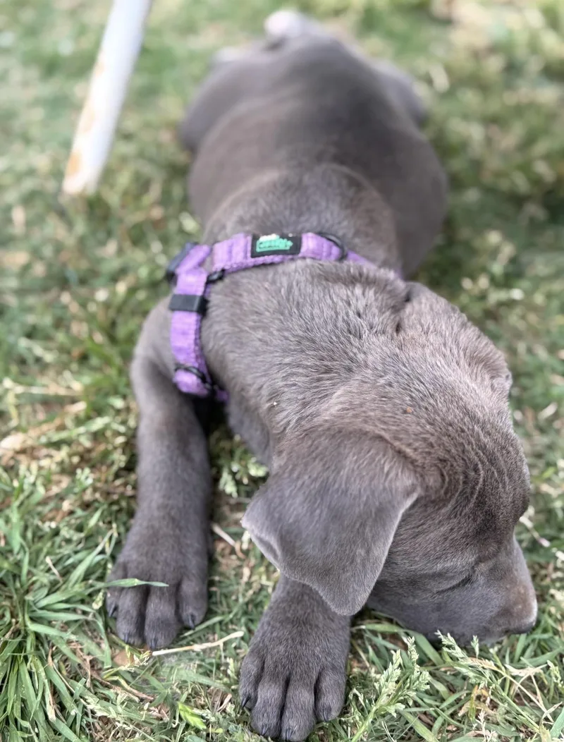 Velveteen thumbnail 5