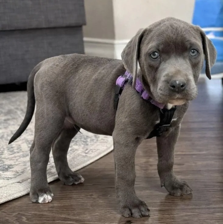 Velveteen thumbnail 6