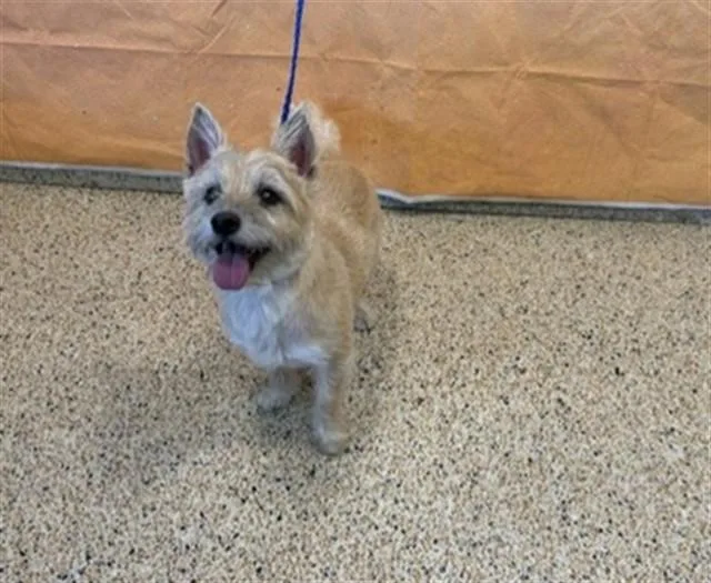An adult small-sized male Cairn Terrier dog named Cookie for adoption in Miami, FL