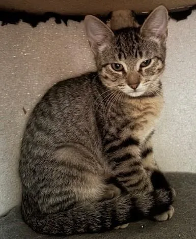 A baby small-sized female Tabby (Brown / Chocolate) Domestic Short Hair cat named Tiger for adoption in Schertz, TX