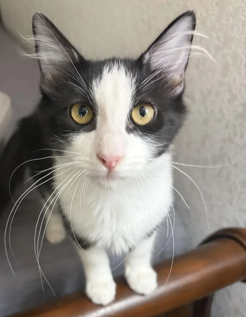 A young medium-sized male Tuxedo cat named Flower for adoption in Vallejo, CA