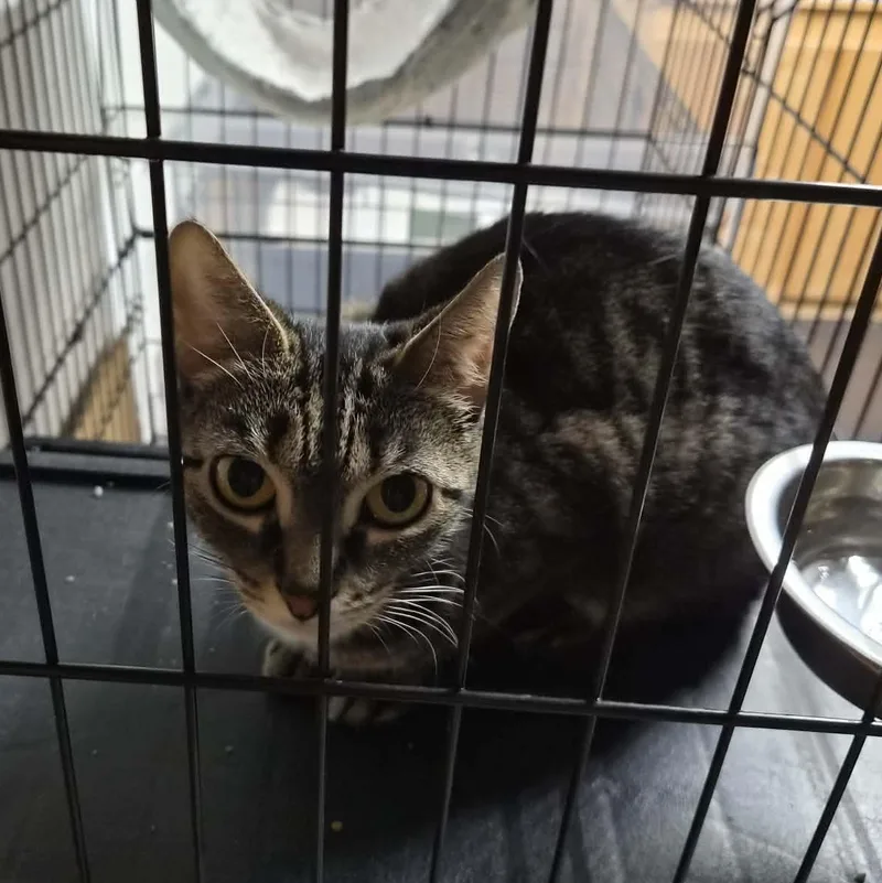 A baby small-sized female Tabby (Brown / Chocolate) Domestic Short Hair cat named Sheba for adoption in Bellmawr, NJ