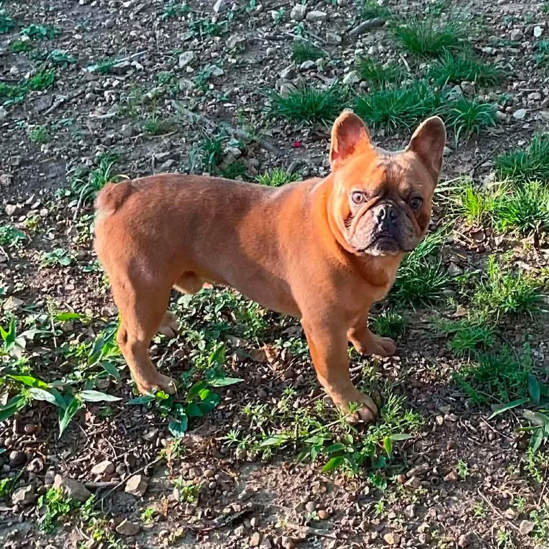 An adult medium-sized male Yellow / Tan / Blond / Fawn French Bulldog dog named Goblin for adoption in Bessemer, AL