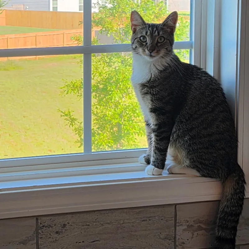 A young medium-sized female Tabby (Gray / Blue / Silver) American Shorthair cat named Janie for adoption in Bonaire, GA