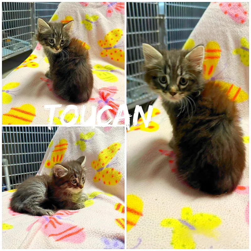 A baby medium-sized male Gray / Blue / Silver Domestic Short Hair cat named Toucan for adoption in Saint James, MO