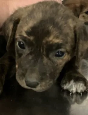 A baby medium-sized male Mixed Breed dog named Cadillac for adoption in Dallas, TX