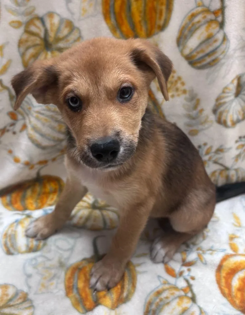 A baby small-sized male Chow Chow dog named Gnome for adoption in Madison, GA