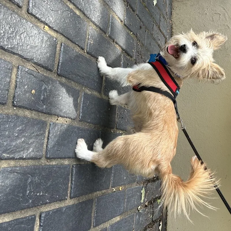 A young small-sized male Apricot / Beige Wirehaired Terrier dog named Oliver for adoption in Plainfield, IL