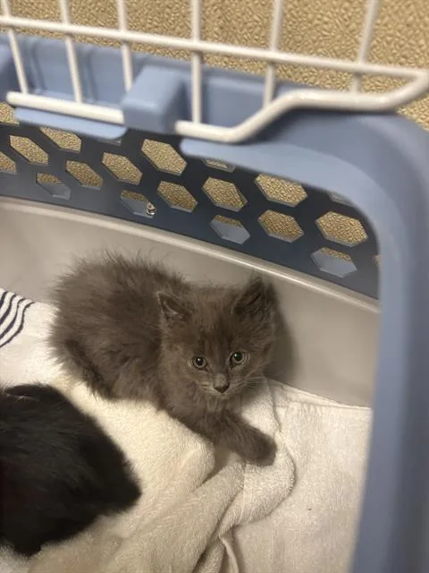 A baby medium-sized female Gray / Blue / Silver Domestic Short Hair cat named Jesse for adoption in Clyde, NC