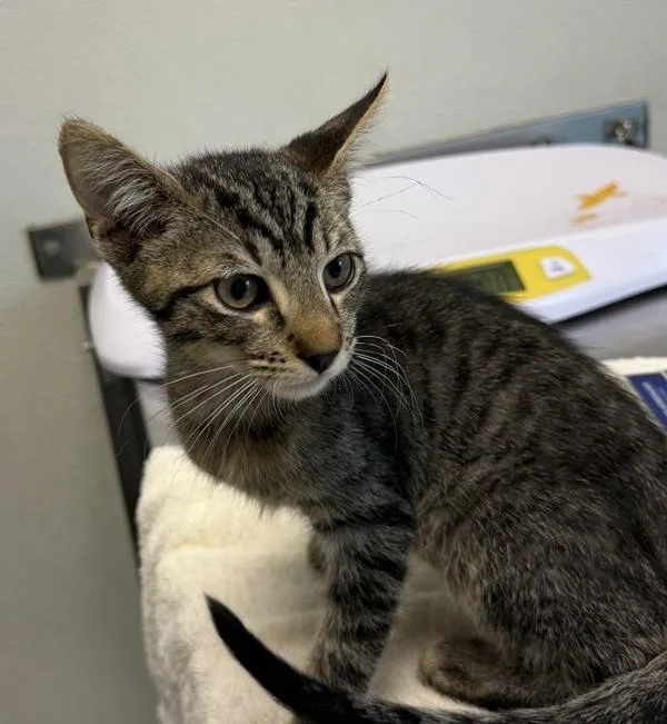 A baby small-sized male Domestic Short Hair cat named Churro for adoption in San Diego, CA