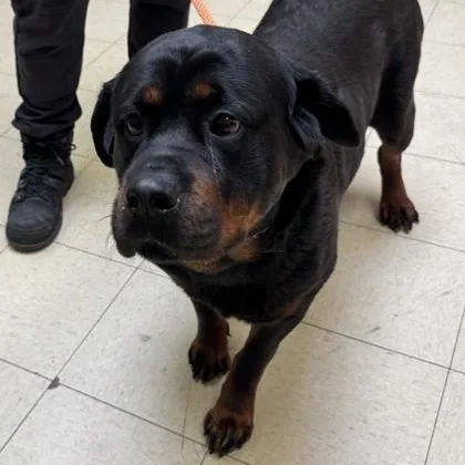 An adult extra large-sized female Rottweiler dog named Emma for adoption in Philadelphia, PA