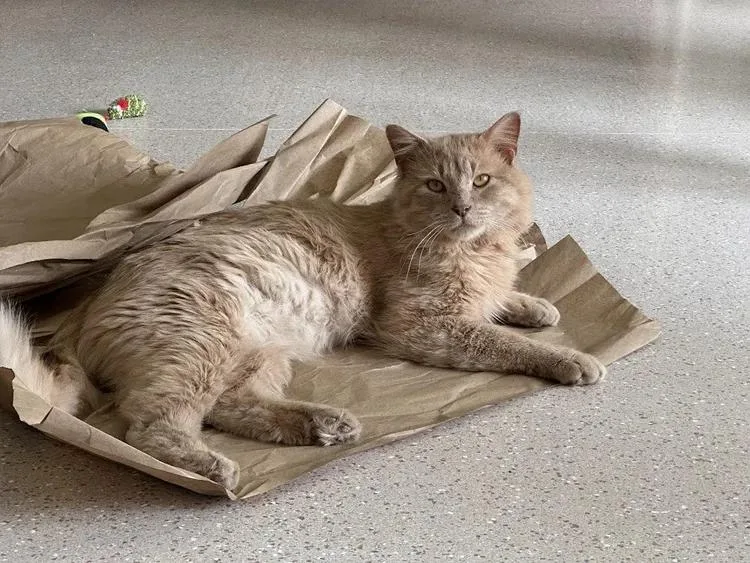 An adult medium-sized male Buff / Tan / Fawn Domestic Long Hair cat named Mufasa for adoption in Winona, MN
