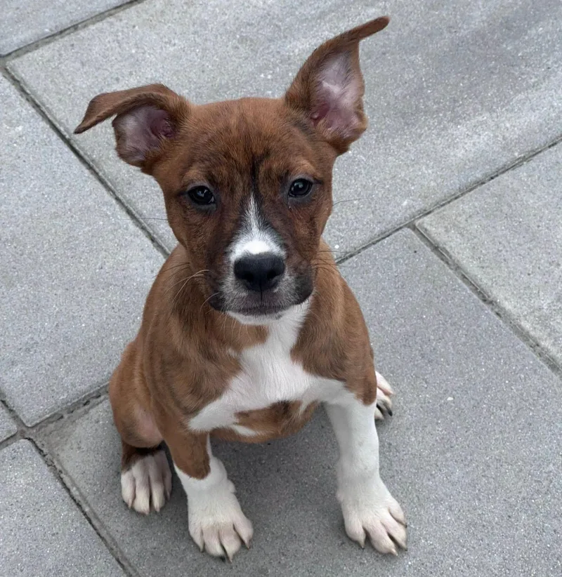 A baby medium-sized female Brindle Boxer dog named Tilly for adoption in Kansas City, KS
