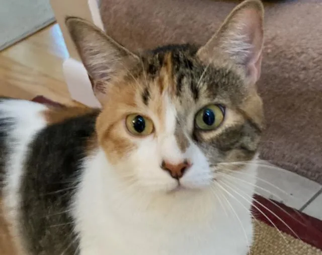 An adult medium-sized female Calico cat named Sassafras is a lap for adoption in Durham, CT