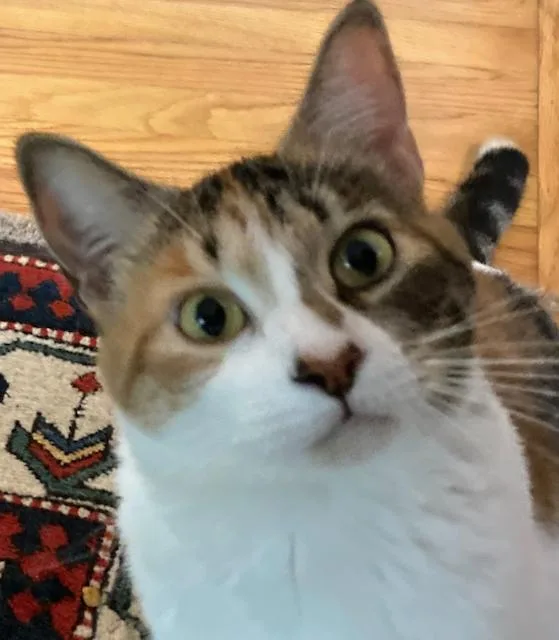 Sassafras is a lap thumbnail 2