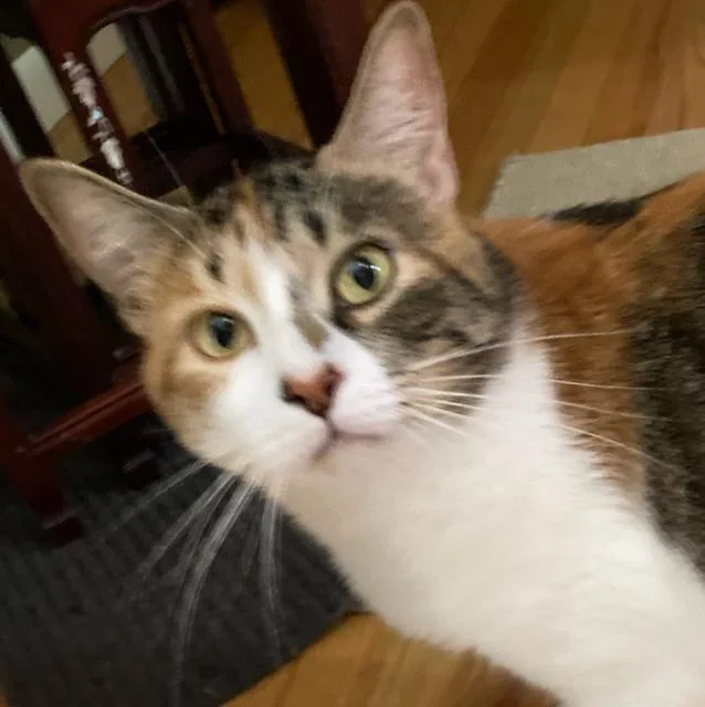 Sassafras is a lap thumbnail 3