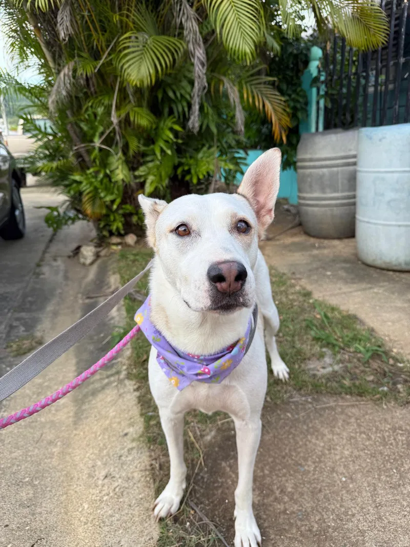 Blanca Luna thumbnail 3