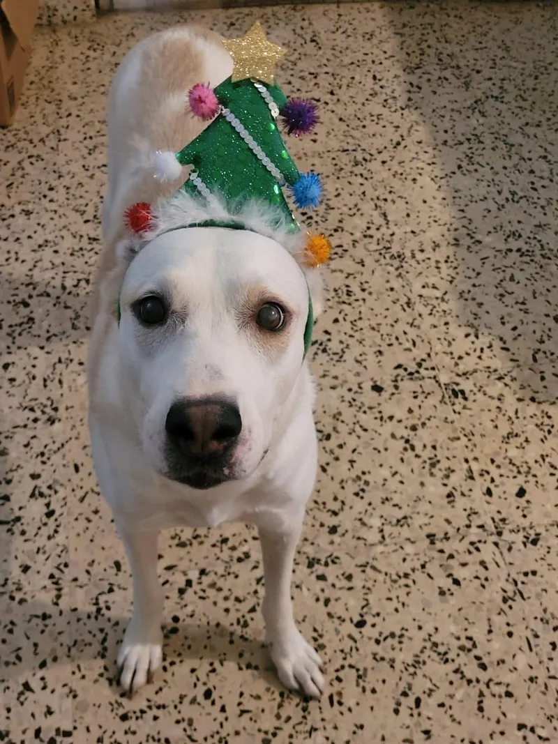 Blanca Luna thumbnail 4