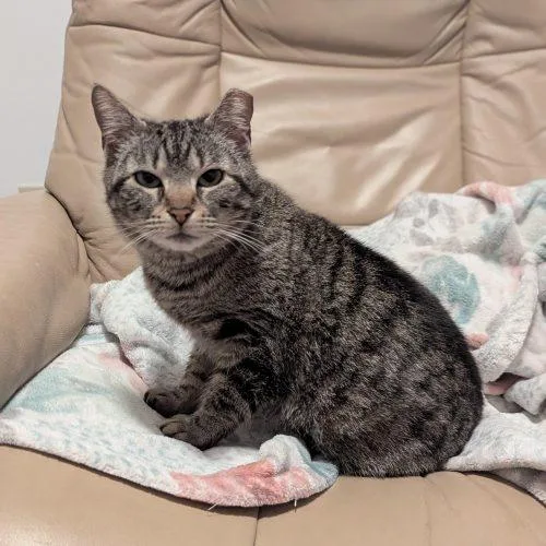 A young small-sized female Tabby (Brown / Chocolate) Domestic Short Hair cat named Dinah for adoption in Knoxville, TN