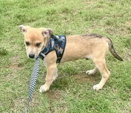 A baby medium-sized male Apricot / Beige Terrier dog named Clover for adoption in Annapolis, MD