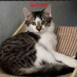 Gunner thumbnail 3