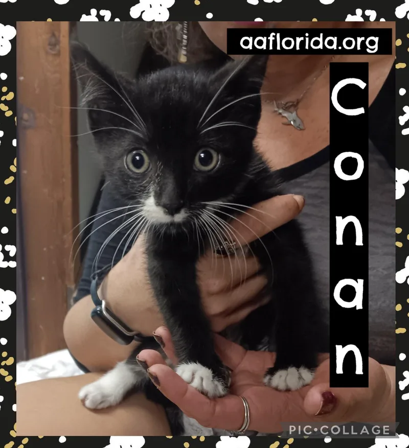 A young medium-sized male Black & White / Tuxedo Tuxedo cat named Conan for adoption in Pensacola, FL
