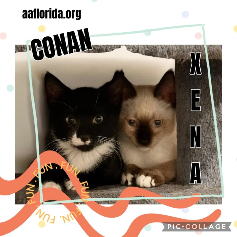Conan thumbnail 2