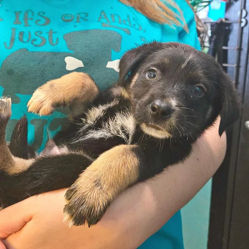 A baby medium-sized male Black Shepherd dog named Hopper for adoption in Flower Mound, TX