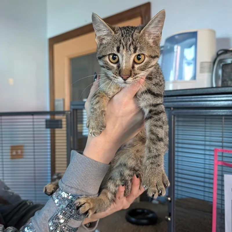 A baby small-sized female Domestic Short Hair cat named Lucky Charms for adoption in Shawnee, KS