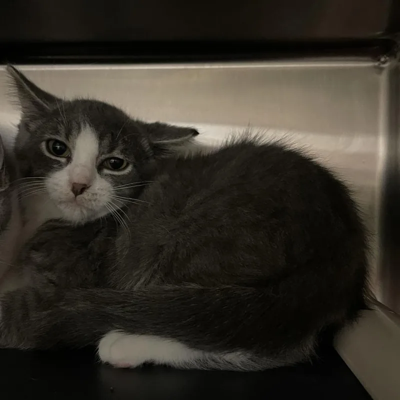 A baby small-sized male Gray / Blue / Silver Domestic Medium Hair cat named Twister for adoption in Mentor, OH