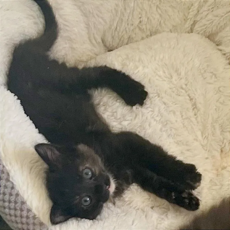 A baby small-sized female Black Domestic Short Hair cat named Suki for adoption in Pleasant Hill, CA