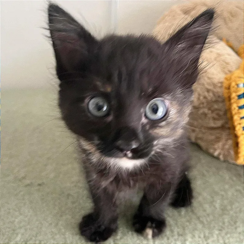 Suki thumbnail 4