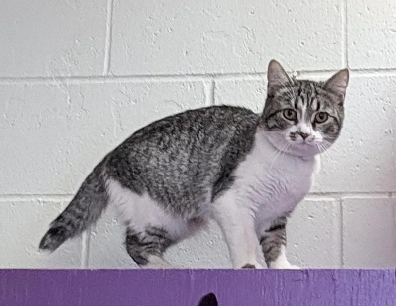 An adult medium-sized female Tabby (Brown / Chocolate) Domestic Short Hair cat named Rosa for adoption in Columbus, IN
