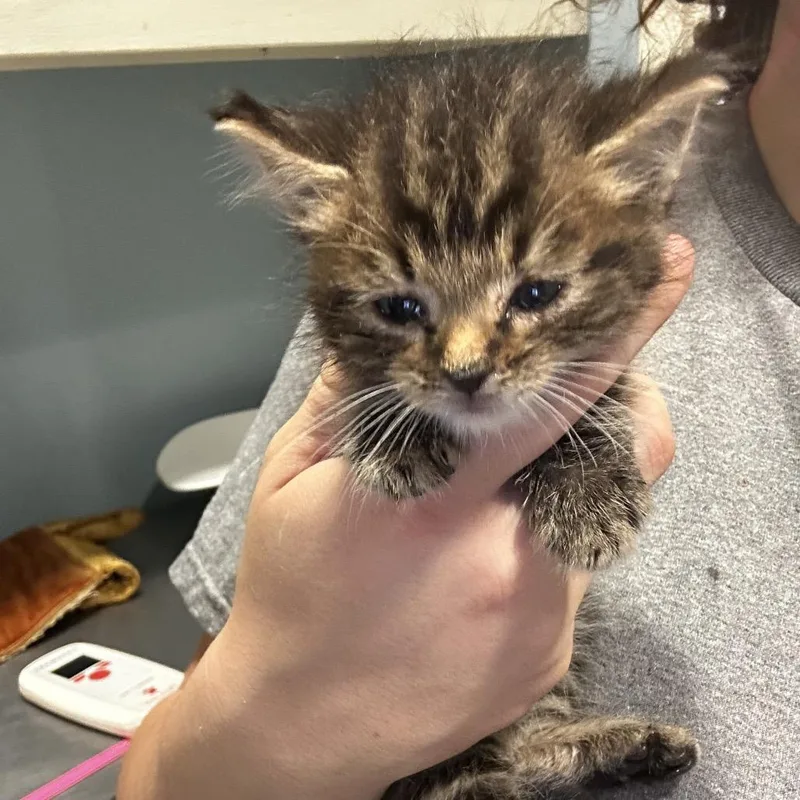 A baby small-sized male Brown / Chocolate Domestic Short Hair cat named Wario for adoption in Chattanooga, TN